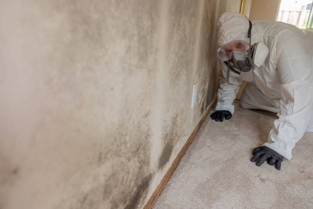 Best Emergency Mold Remediation  in USA